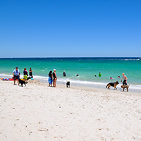 Adopting-a-Local---5-Tips-for-Expat-Dog-Owners-in-Australia