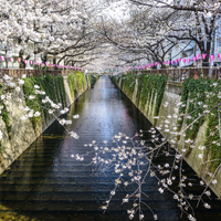Fun Classes for Expats Living in Tokyo