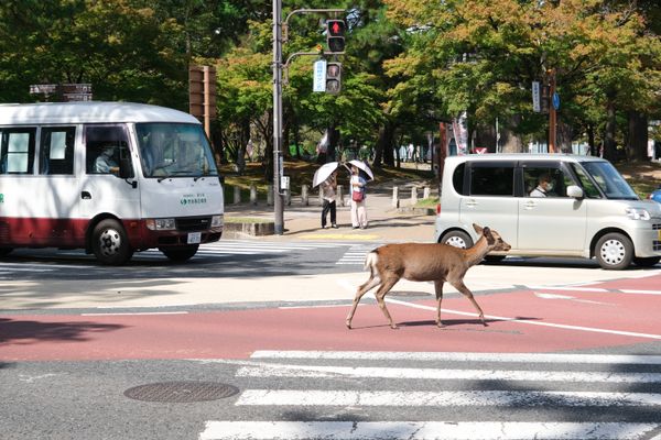 Nara, Japan